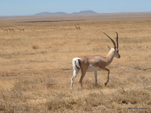 antilope